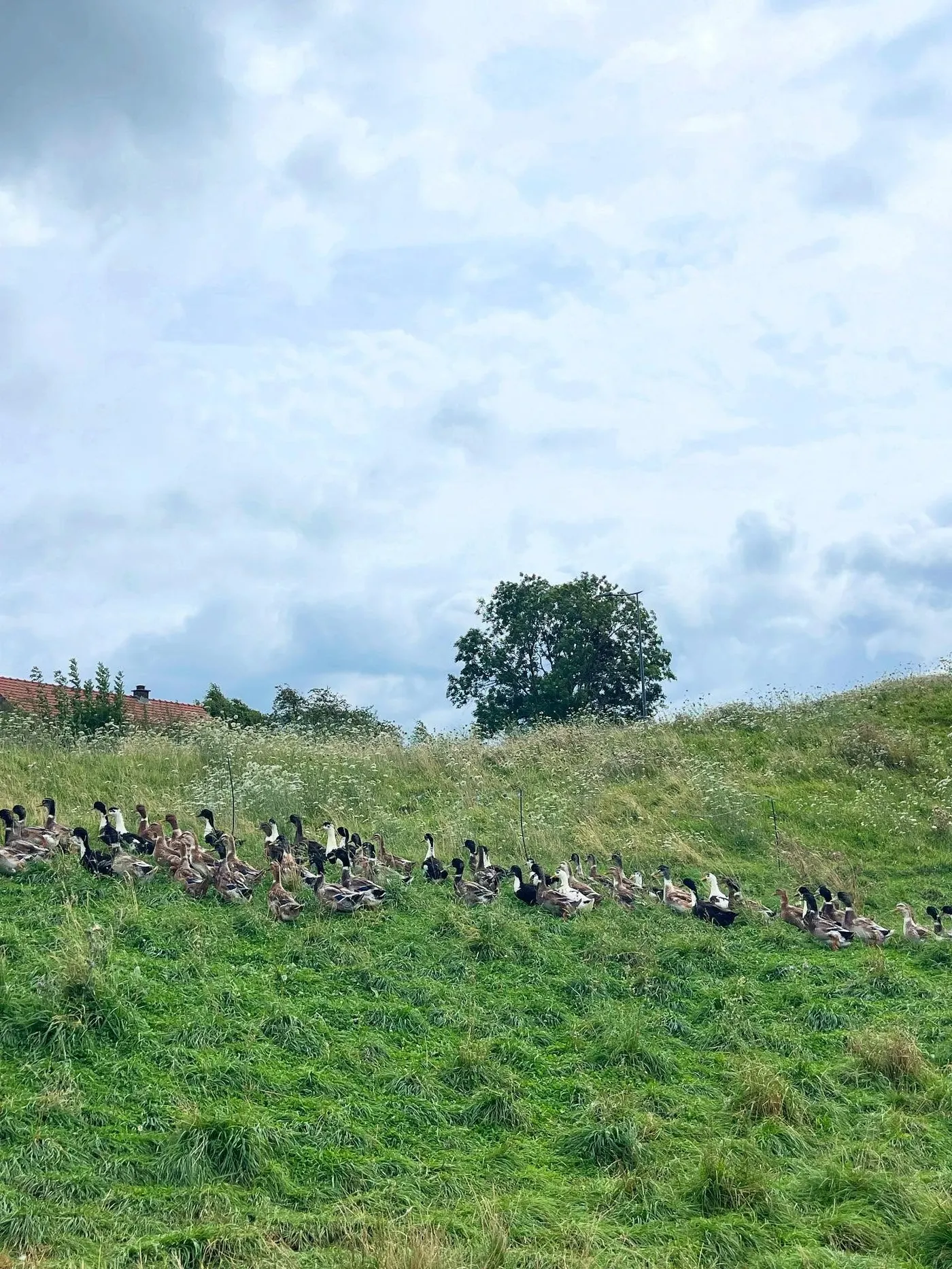 Les canards de La Cane au Pré dans la prairie, à Julémont