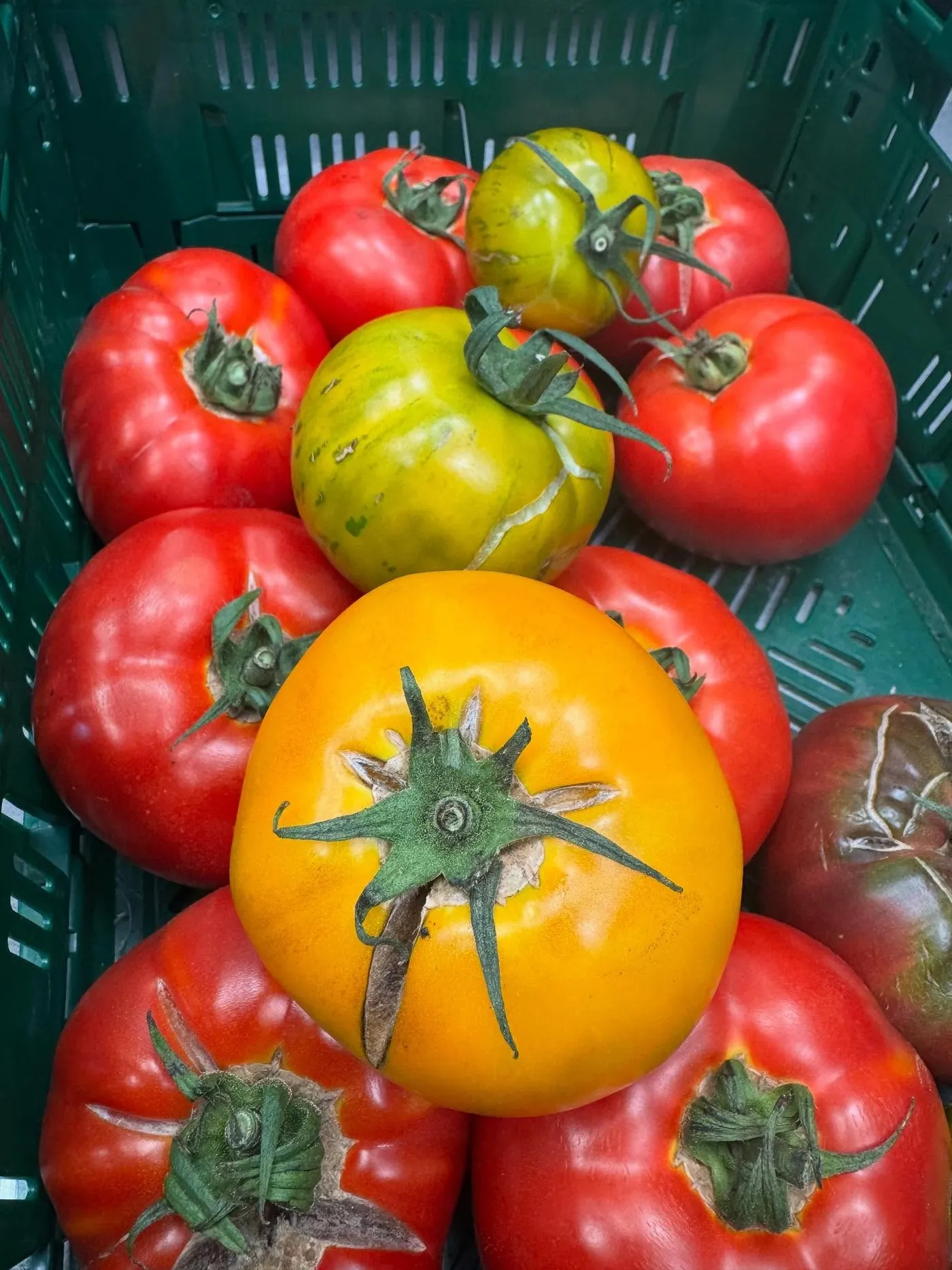 Cagette de tomates anciennes du Potager de Saint-Germain