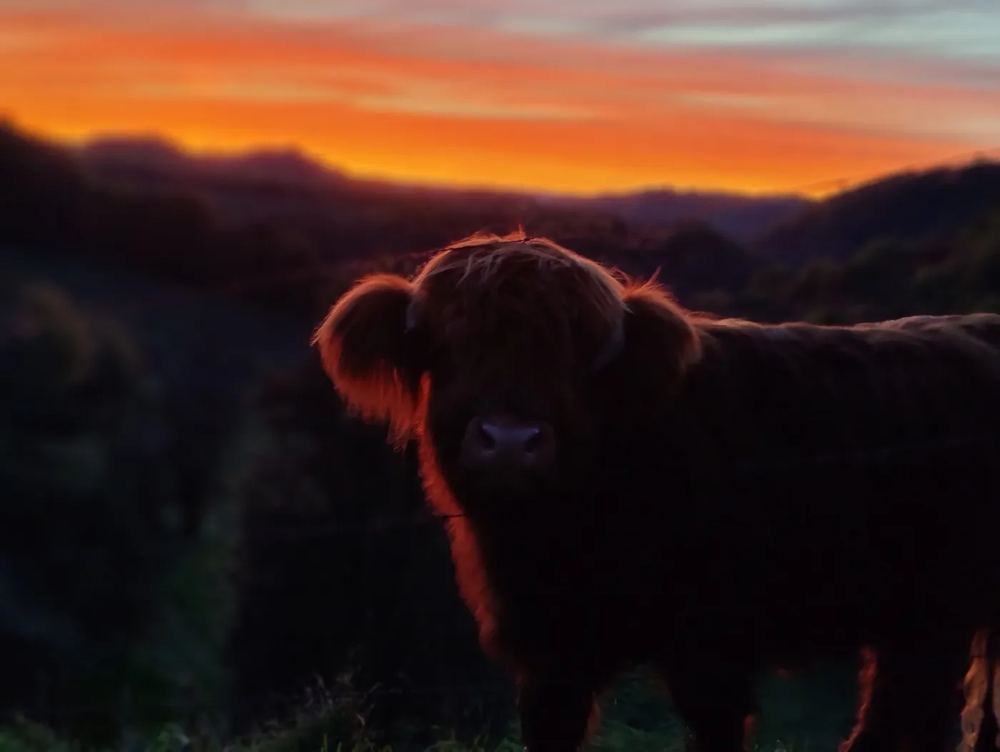 Vache Highland au coucher du soleil dans le bocage